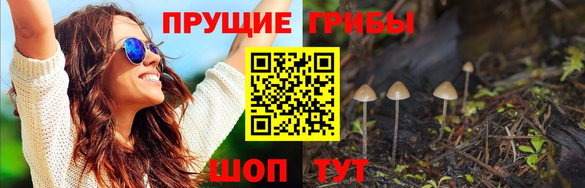 Кудрово  Псилоцибиновые грибы Cubensis  Вход с VPN 